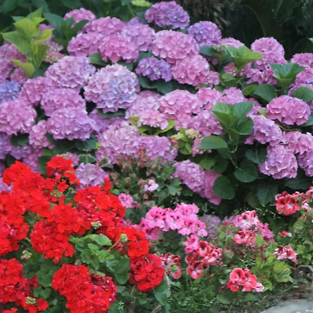 伊尔索格诺住宿加早餐酒店 住宿加早餐酒店 4*