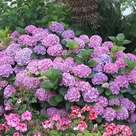 伊尔索格诺住宿加早餐酒店 阿纳卡普里