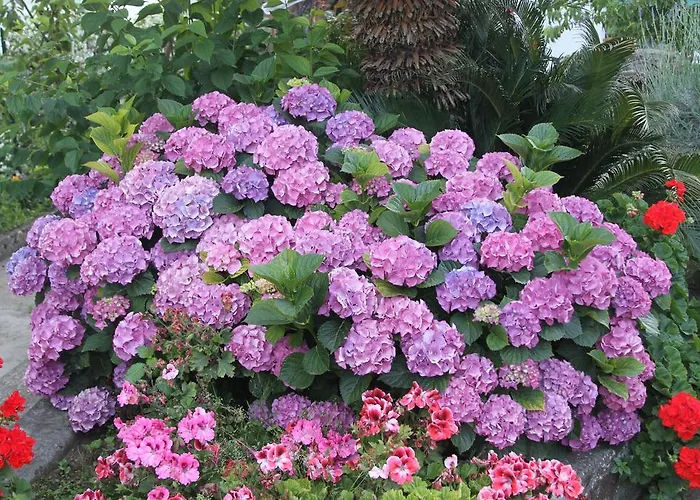 Il Sogno أناكابْري